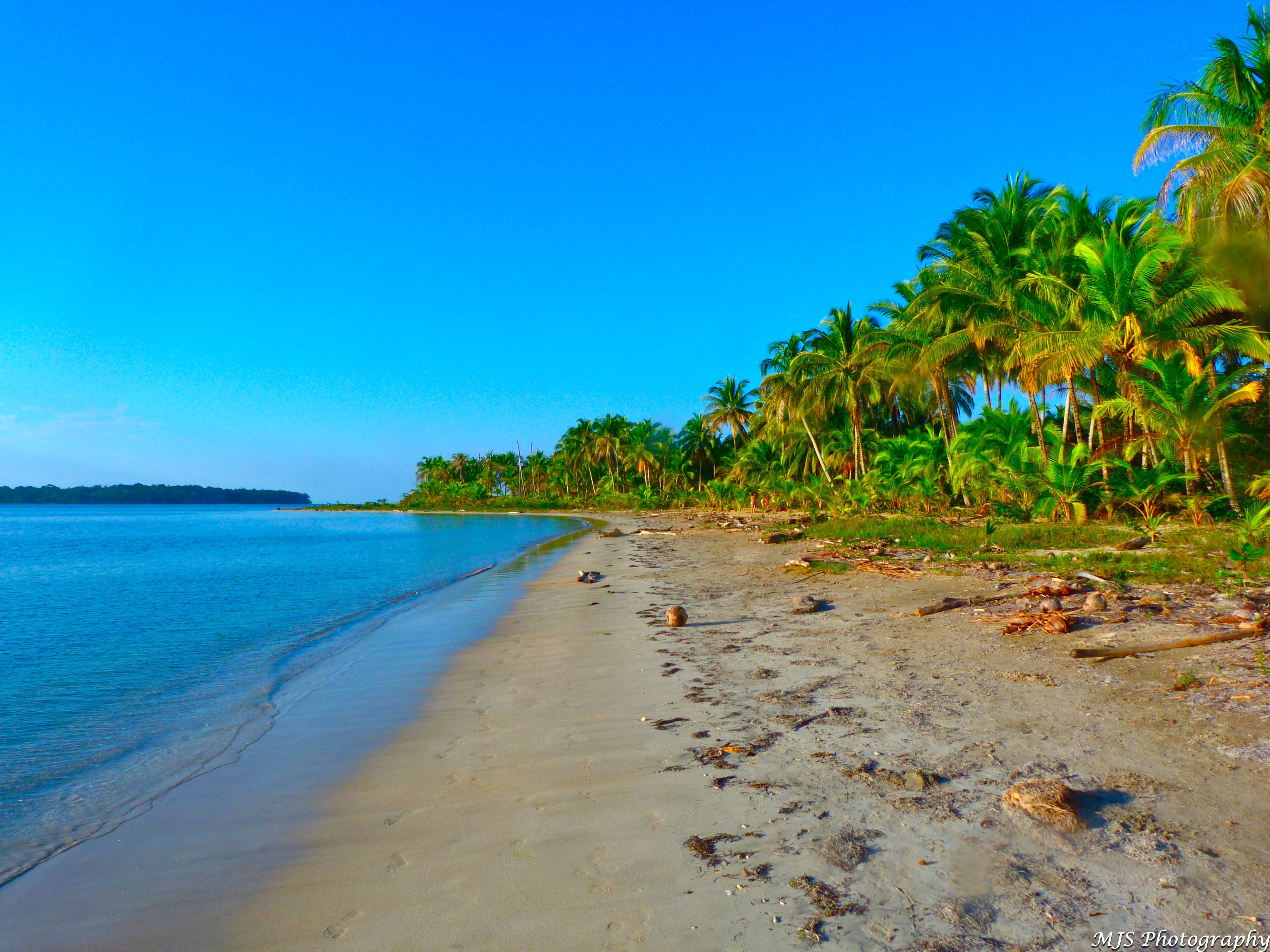 Palmeras de Boca del Drago, Isla Colón, Bocas del Toro (Foto: Marissa Strniste, CC BY 2.0)
